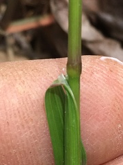 Melica mutica