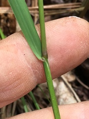 Melica mutica