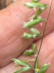 Melica mutica