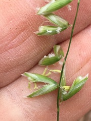 Melica mutica