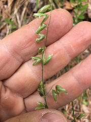 Melica mutica