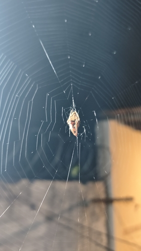 Eriophora edax