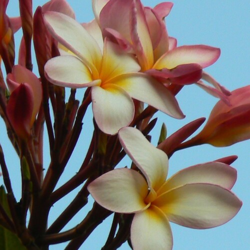Plumeria rubra 'Bud's Cloud Pink'... cultivar of Plumeria rubra forma tricolor