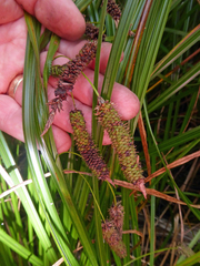 Carex lessoniana