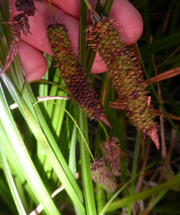 Carex lessoniana