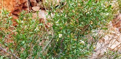 Olearia decurrens