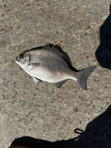 Kyphosus pacificus observed 2026-10-20