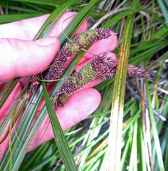 Carex lessoniana