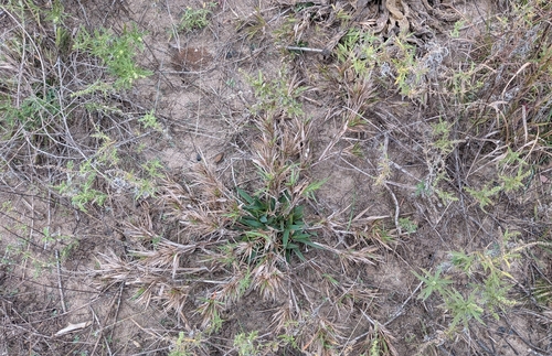Dichanthelium scribnerianum observed 2026-10-14