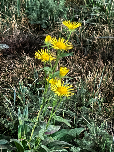 Pentanema britannicum observed 2026-10-20