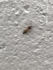 Dolerosomus silaceus