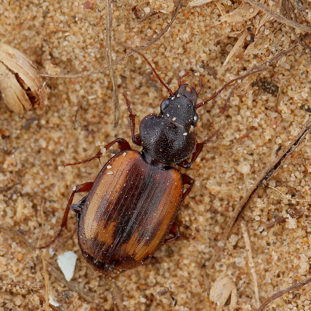 Corsyrina