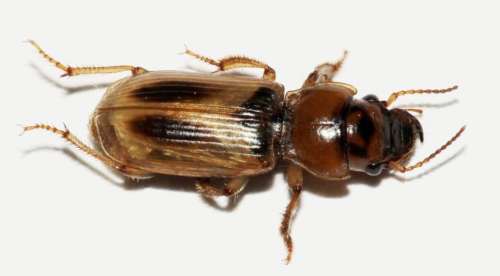 Daptus vittatus
