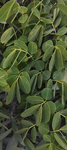 Senna bicapsularis observed 2026-10-20