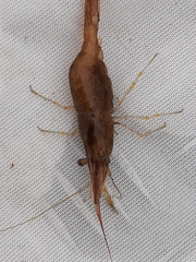 Palaemon adspersus