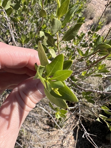 American Tarwort