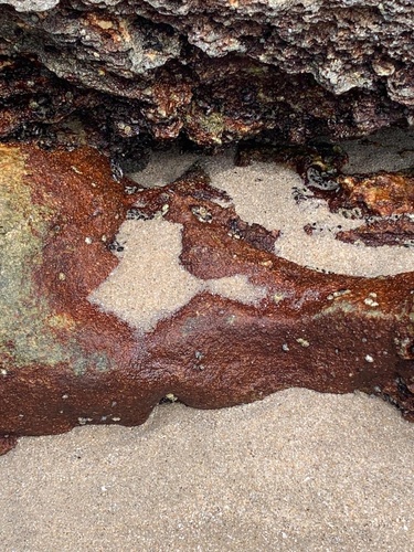 Hildenbrandia rubra observed 2026-10-15