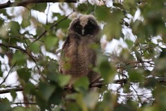 Asio otus