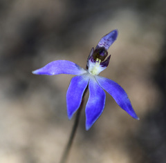 Cyanicula aperta