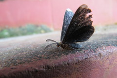 Melanchroia chephise