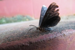 Melanchroia chephise