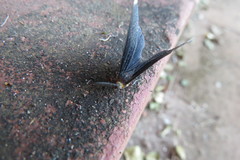 Melanchroia chephise