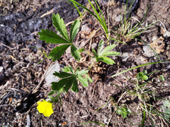Potentilla chrysantha