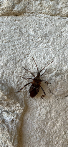 Western Conifer Seed Bug