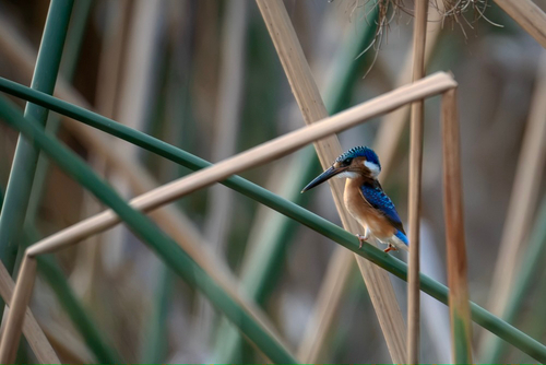 iNaturalist image
