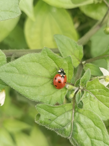 Seven-spotted Lady Beetle