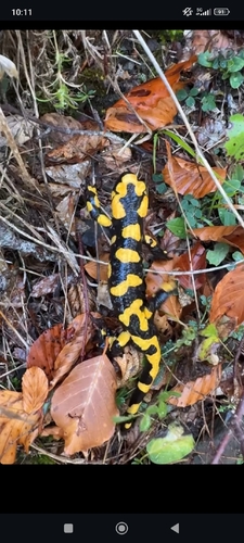 Fire Salamander
