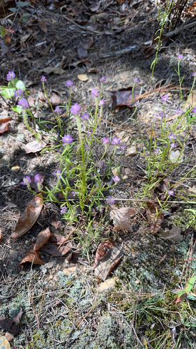 Polygala alba observed 2026-10-20