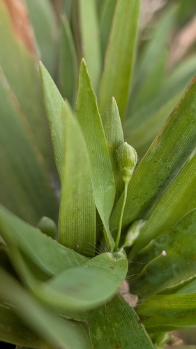 Dichanthelium scribnerianum observed 2026-10-16