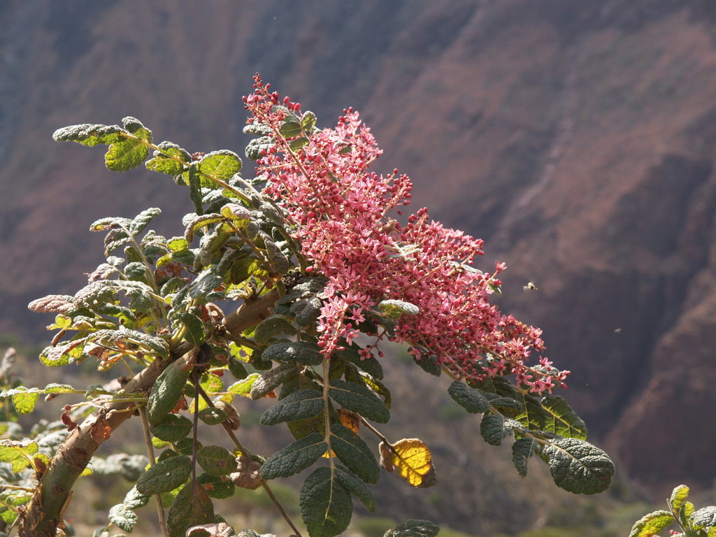 Boswellia ameero · iNaturalist