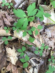 Anemonoides quinquefolia