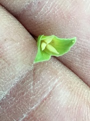 Anemonoides quinquefolia