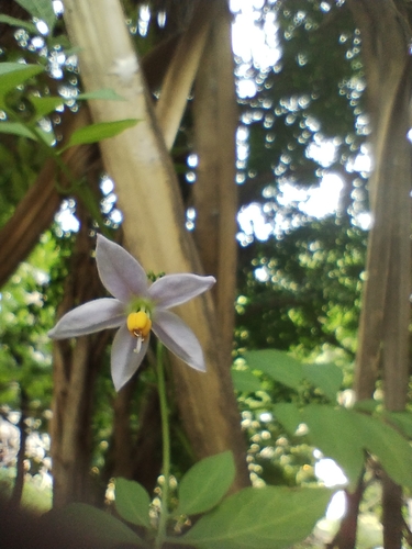 Solanum seaforthianum observed 2026-10-20