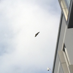 Necrosyrtes monachus