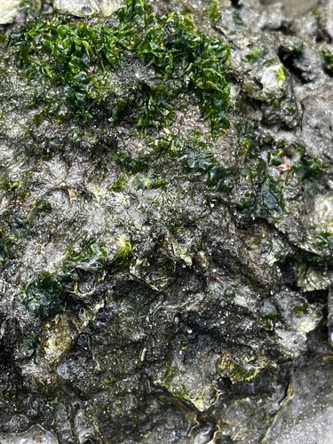 Ulva lactuca observed 2026-10-15