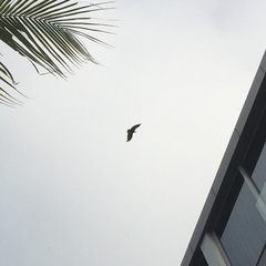 Necrosyrtes monachus