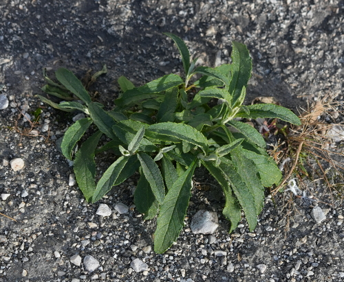 Butterfly bush