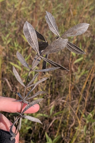 Baptisia bracteata observed 2026-10-16