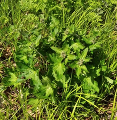 Geranium platyanthum
