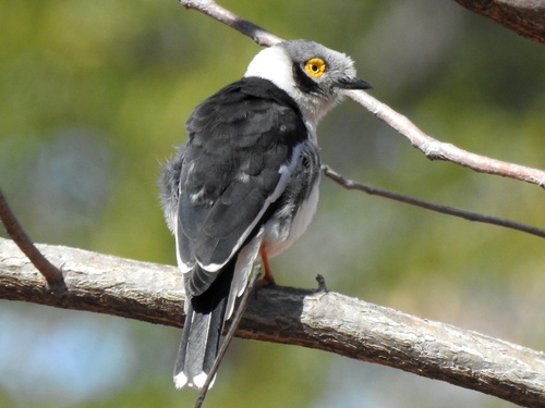 iNaturalist image