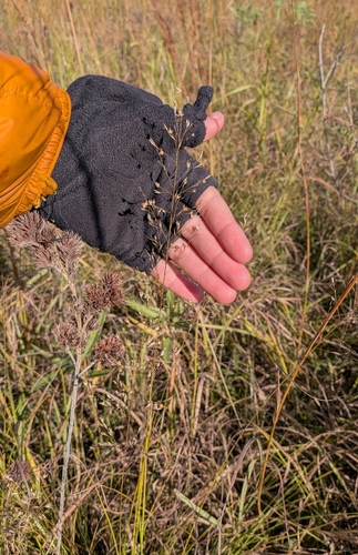 Sporobolus heterolepis, 2026-10-16