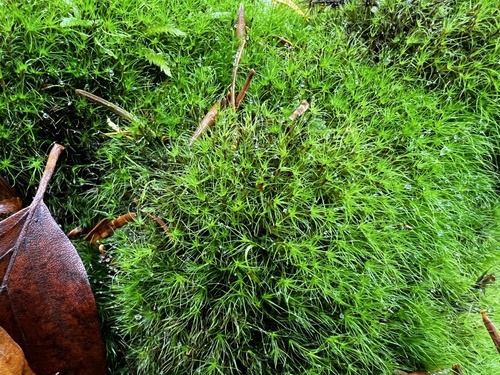 Dicranodontium denudatum observed 2026-10-20
