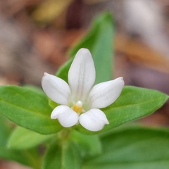 Spigelia hedyotidea