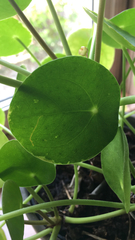 Pilea peperomioides