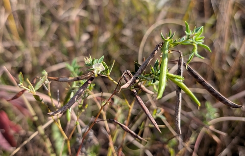 Acmispon americanus observed 2026-10-16