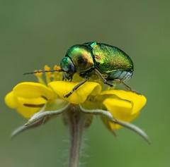 Cryptocephalus aureolus